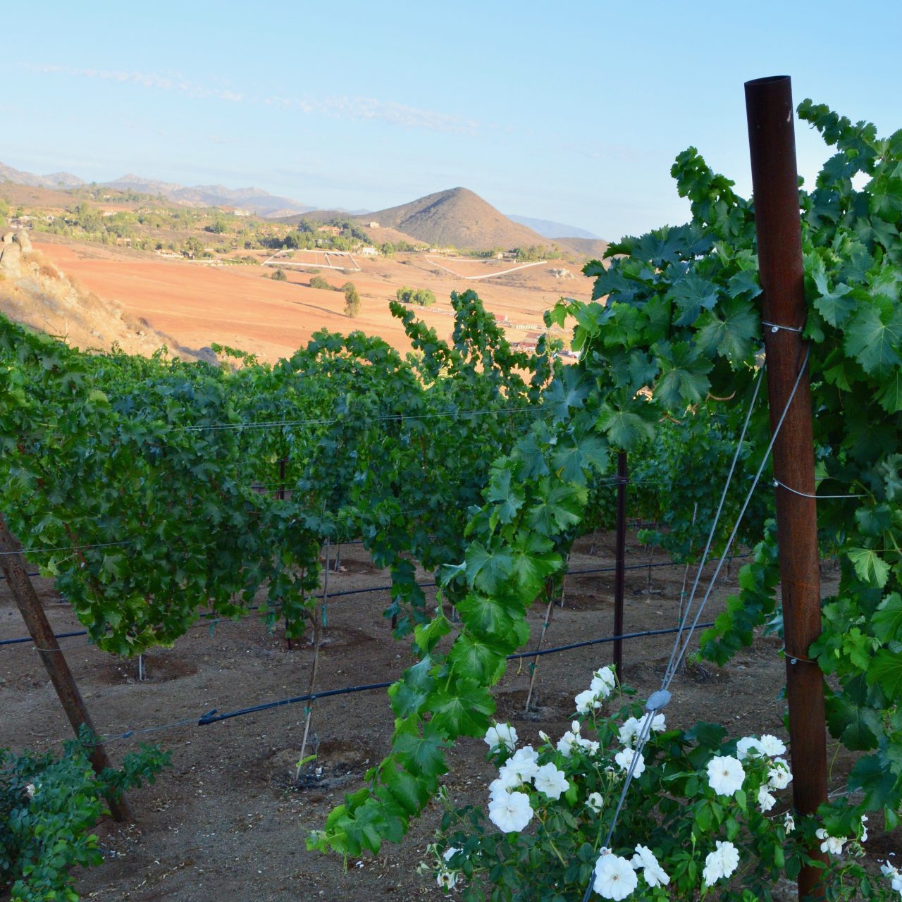 Vineyards Hillside Ranch Vineyards