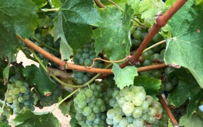 a bit about our wines