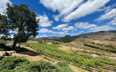 Wineries Near San Diego: What Most People Don’t Know