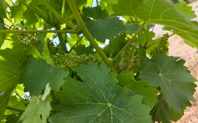 Flowering Season Begins!