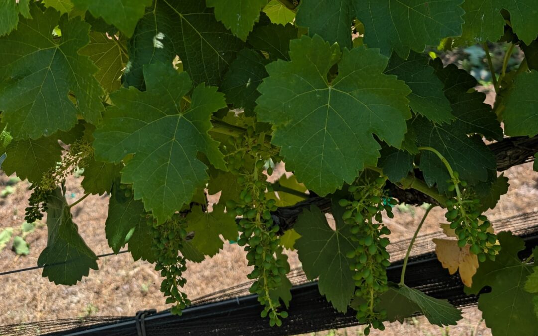 Suckering Season: Keeping the Vineyard in Check