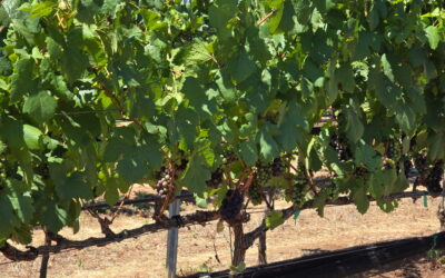 Veraison Watch: Our Grapes Are Starting to Turn