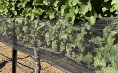 Harvest Watch: Why This Year Is Coming Early