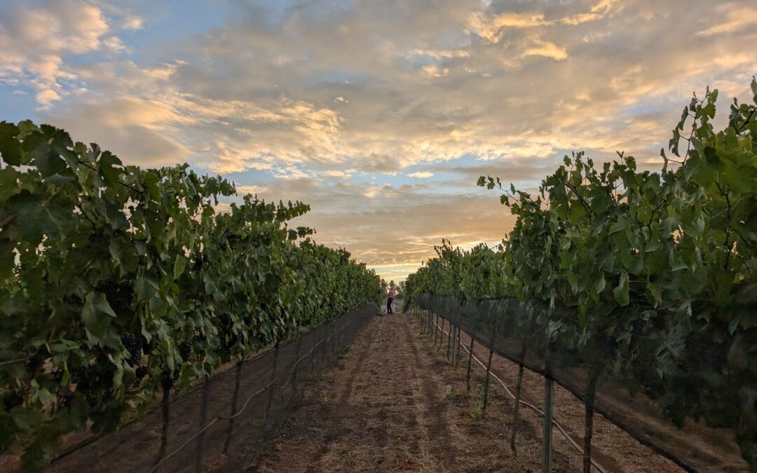 Sunset over a row of grapevines at Hillside Ranch Vineyard in Jamul, CA, with a picker working the last row