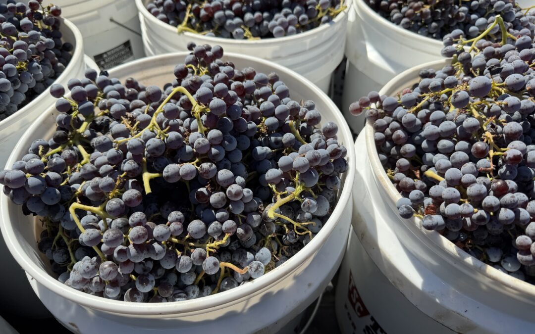 Harvest Party – Sunday, October 11