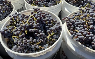 Harvest Party – Sunday, October 11